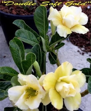 (image for) Adenium Obesum Double Soft Gold 5 Seeds